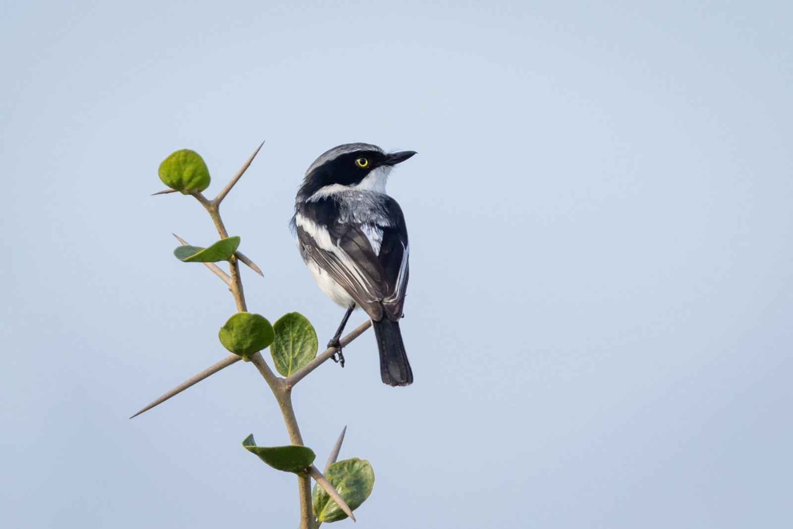 image Chinspot Batis